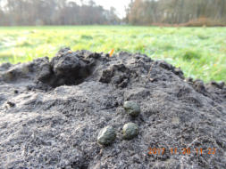 Fort (grote molshoop met een nest met jongen) van de Mol, in het weiland Overbosch waar het theehuis met parkeerplaats zijn gepland. Een Ree heeft keutels bovenop het fort gedeponeerd.