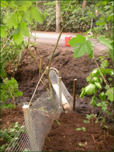 Het resulaat van vele uren overleg en handenwerk. Het raster op de voorgrond leidt de dassen naar een looplank over een sloot. De loopplank sluit aan op de betonnen tunnel onder de weg.