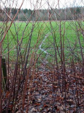 Dassenwissel (volgelopen met regenwater)