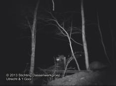 Beeld uit een van onze video's van een eerdere versie van de 'dassenbrug'. In deze versie zat er nog een 'knik' in de brug. In dit beeld betreedt de das zojuist de wal en loopt daar naar rechts weg. Op eerbiedige afstand volgt schoorvoetend de vos.