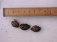 Pruimenpitten afkomstig uit de dassenpoep.
