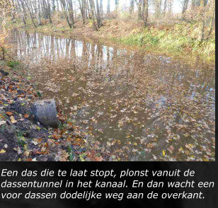 Een das die te laat stopt, plonst vanuit de dassentunnel in het kanaal. En dan wacht een voor dassen dodelijke weg aan de overkant.