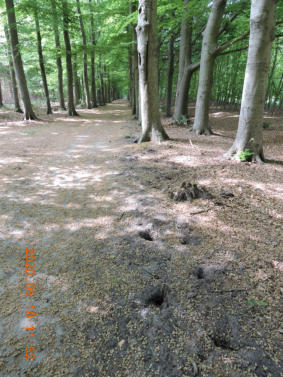 Wroetputjes van de das op Eijkenstein