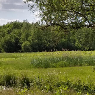 Het te-bebouwen-gebied buiten de rode contouren