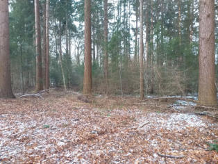 Takkenril Baarnse bos